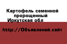 Картофель семенной пророщенный - Иркутская обл.  »    